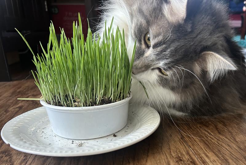 Frisco Natural Cat Grass Growing Kit