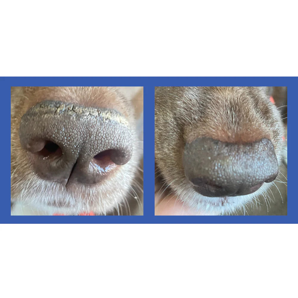 Squishface Bálsamo – Calma y protege los hocicos secos y agrietados de perro