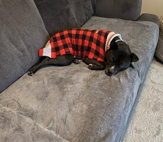 Buffalo Plaid Dog Sweater, Red, XX-Large