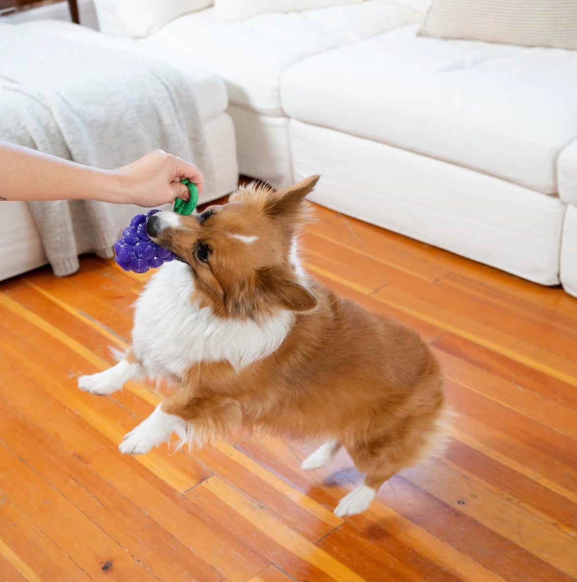 Outward Hound Dental Grapes 2-in-1 Interactive Dog Chew & Treat Dispensing Toy, Medium
