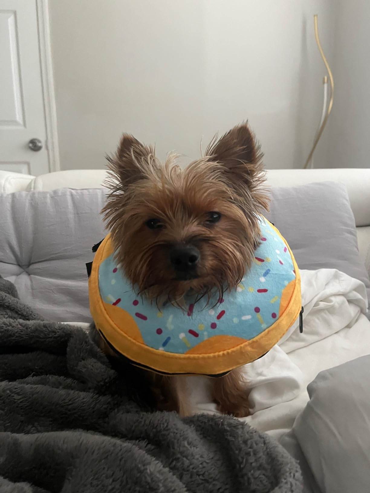 Collar de dona de recuperación para perros y gatos