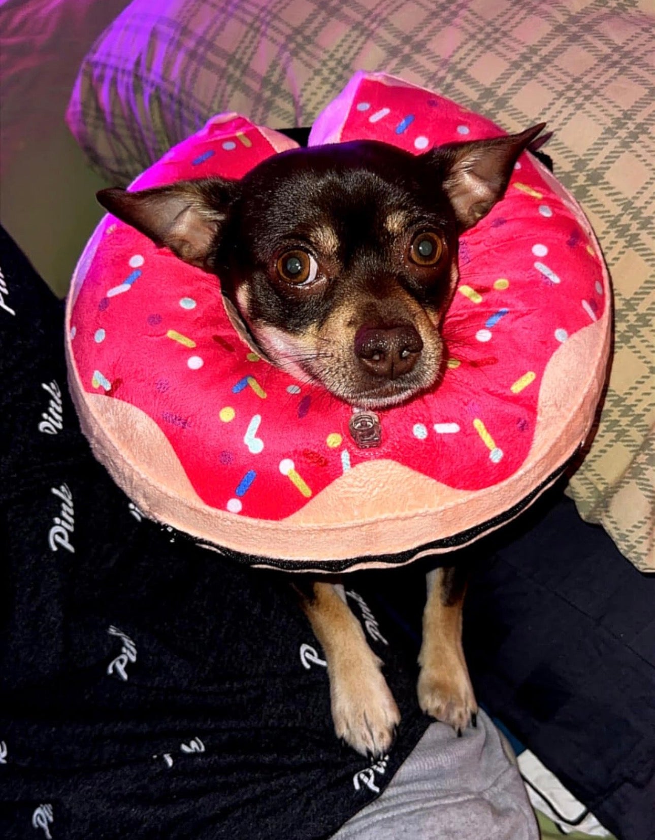 Collar de dona de recuperación para perros y gatos