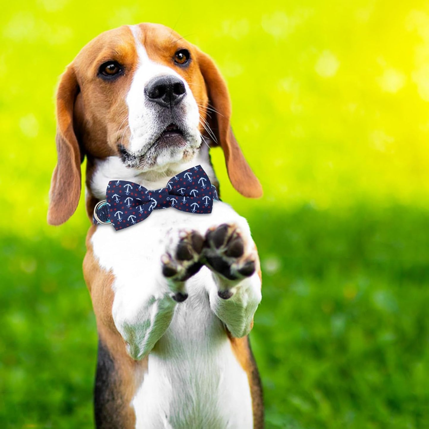 Collar de perro con corbatín