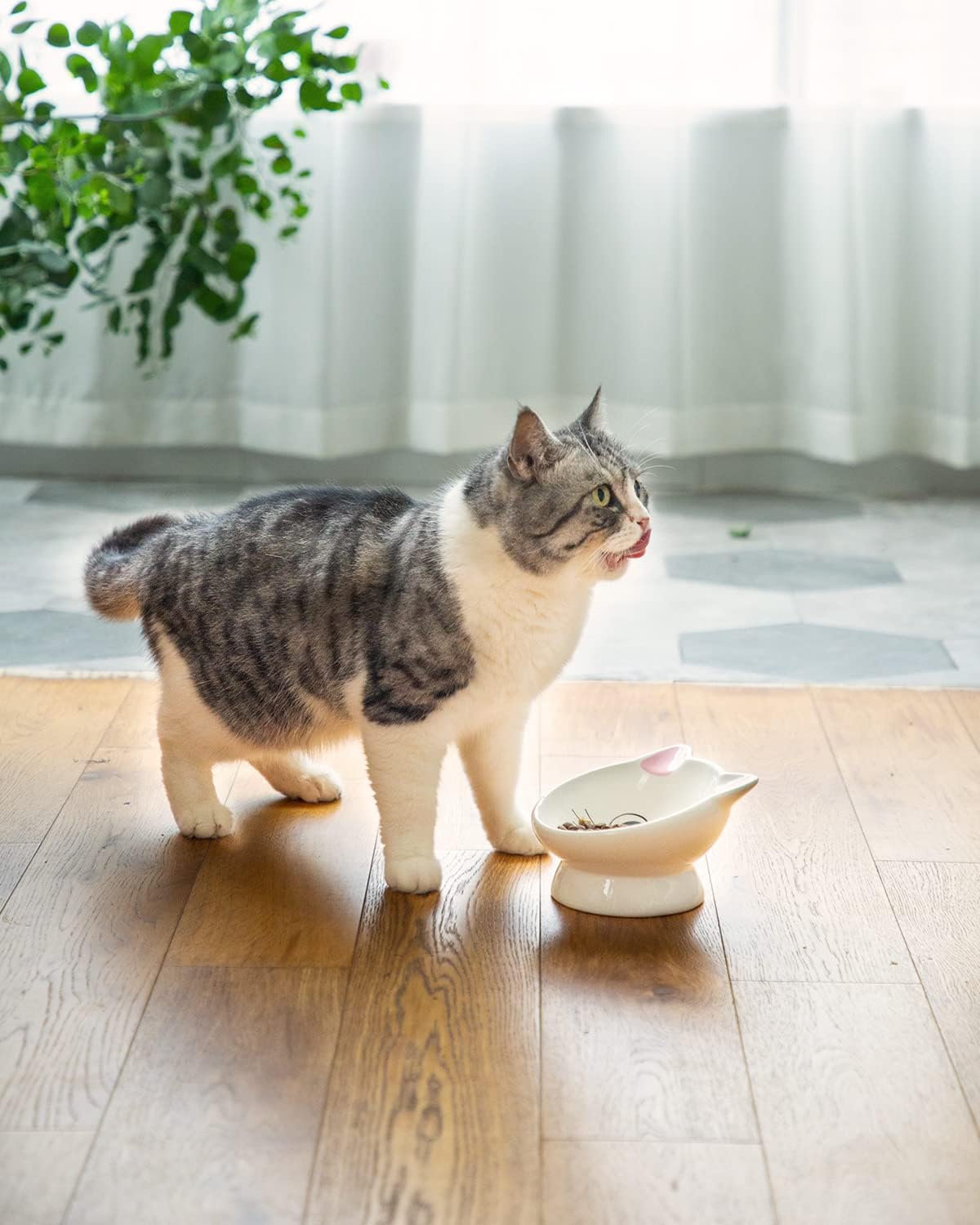 Plato de cerámica elevado para gatos