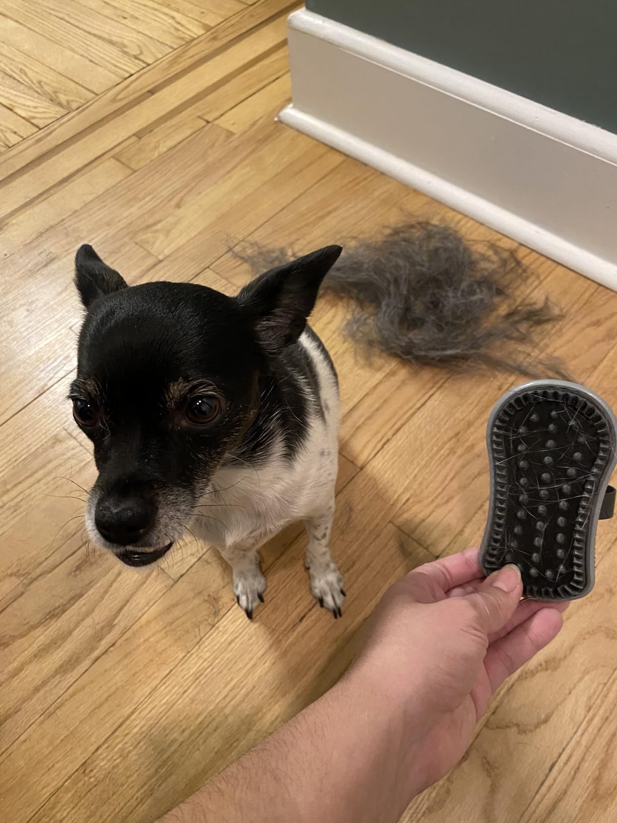 Furminator peine curry para pelaje corto y medio