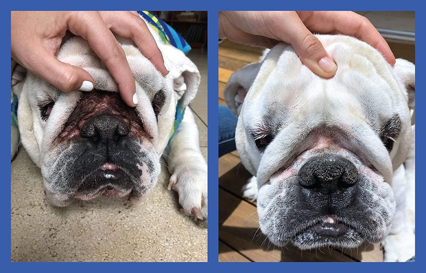 Squishface Toallitas antiarrugas – Toallitas grandes para perros de 5 x 7 pulgadas (Paquete de 80 unidades)