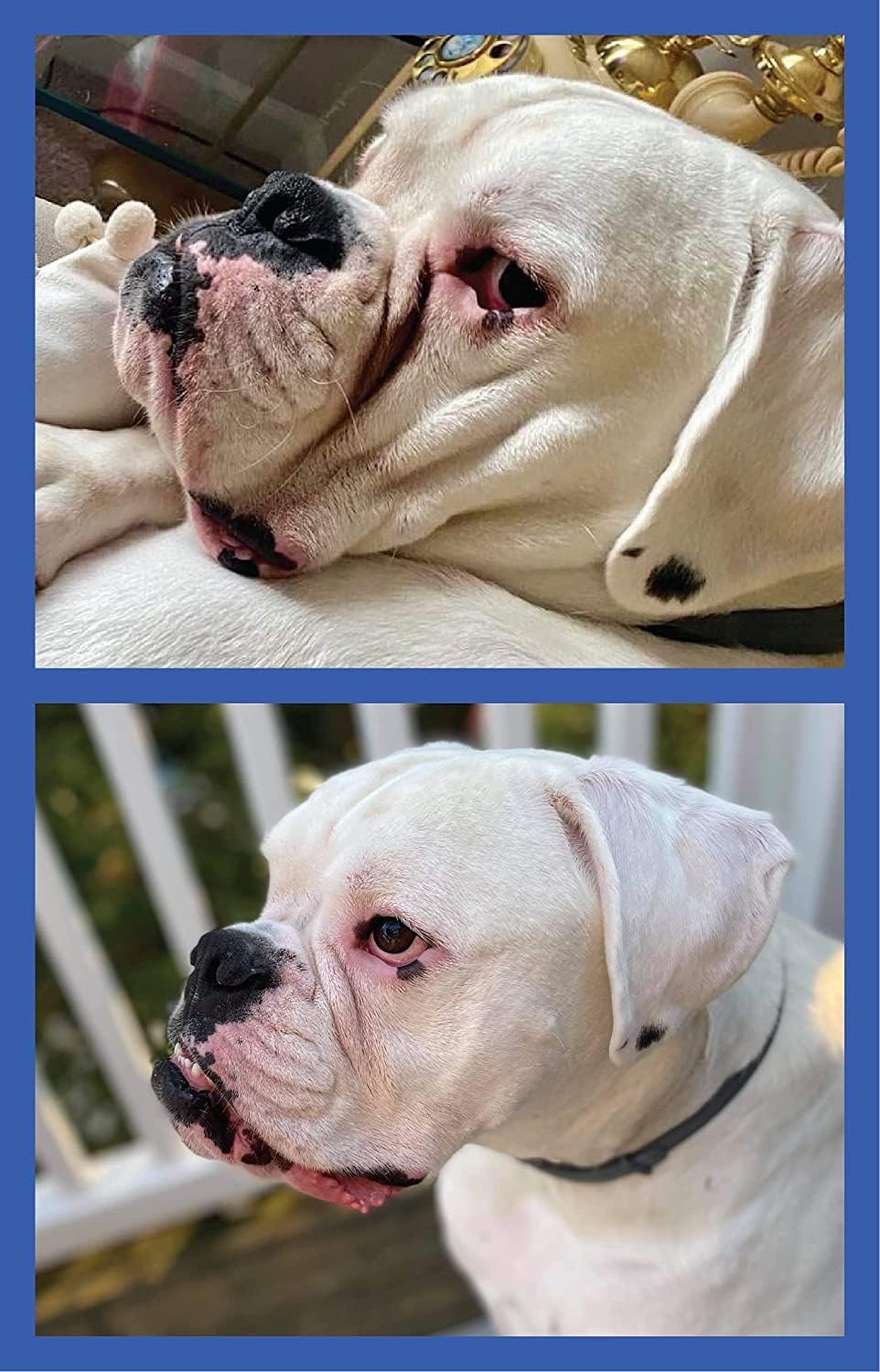 Squishface Toallitas antiarrugas – Toallitas grandes para perros de 5 x 7 pulgadas (Paquete de 80 unidades)