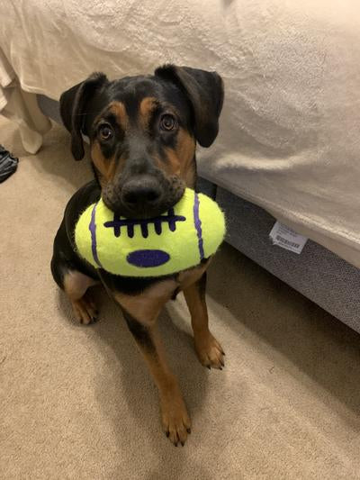 KONG AirDog Football Dog Toy, Large