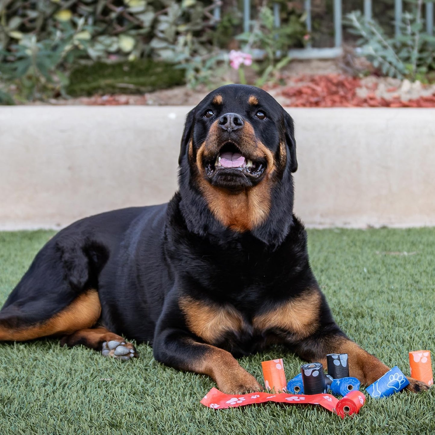 Best Pet Supplies - Bolsas para excremento plástico grueso, surtido, (paquete de 10 unidades)