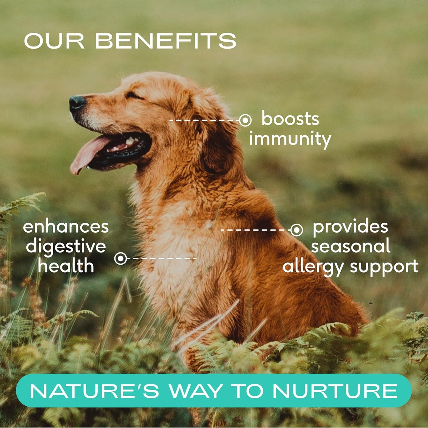 Native Pet Calostro para perros - Polvo de calostro bovino