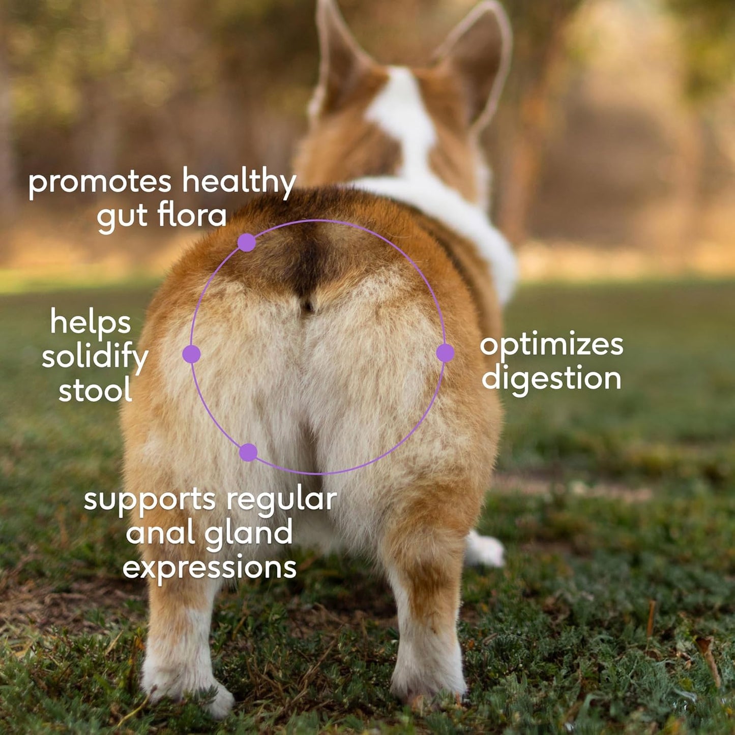 Native Pet WonderGland - Tratamiento de glándulas anales para perros con fibra