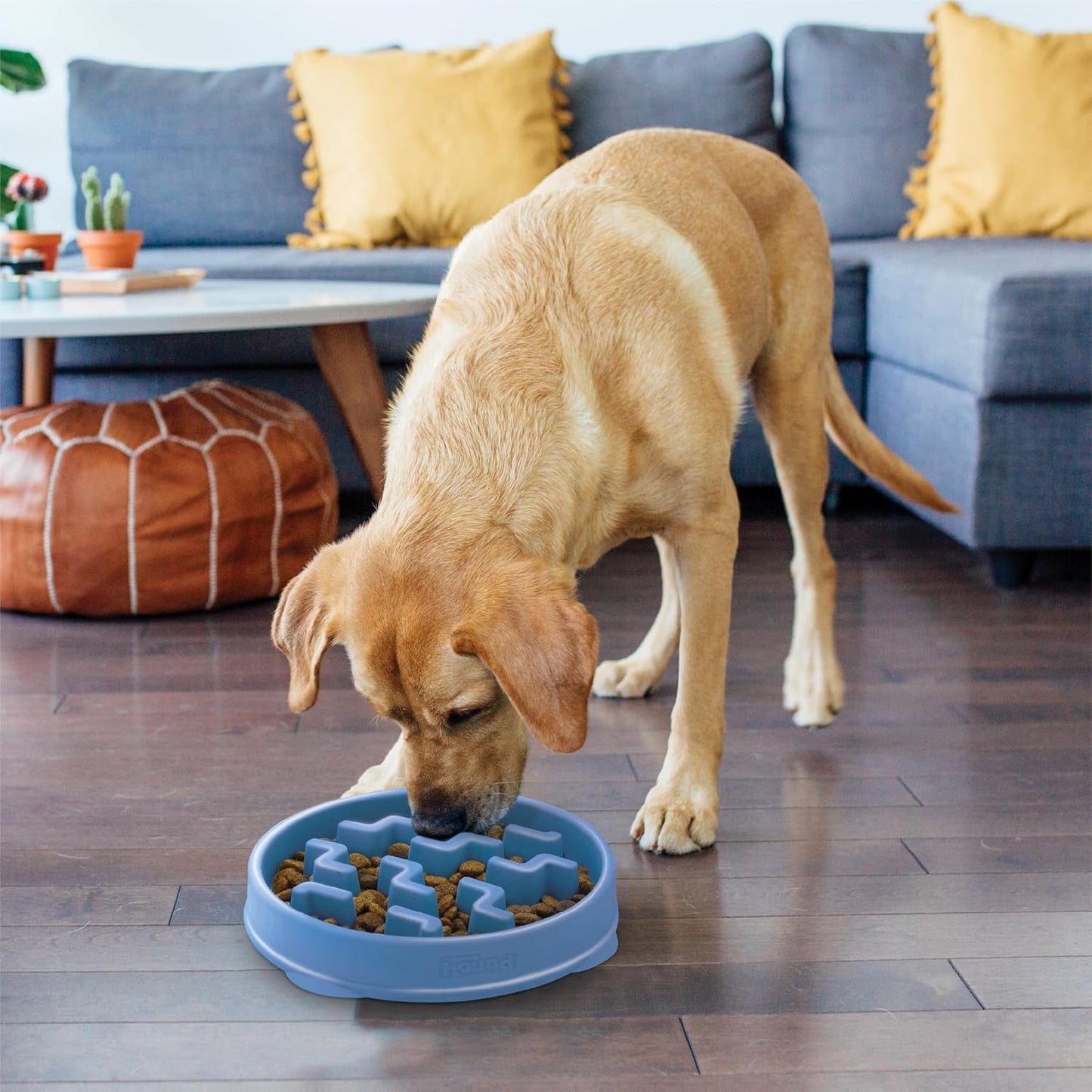 Outward Hound- plato alimentación lenta
