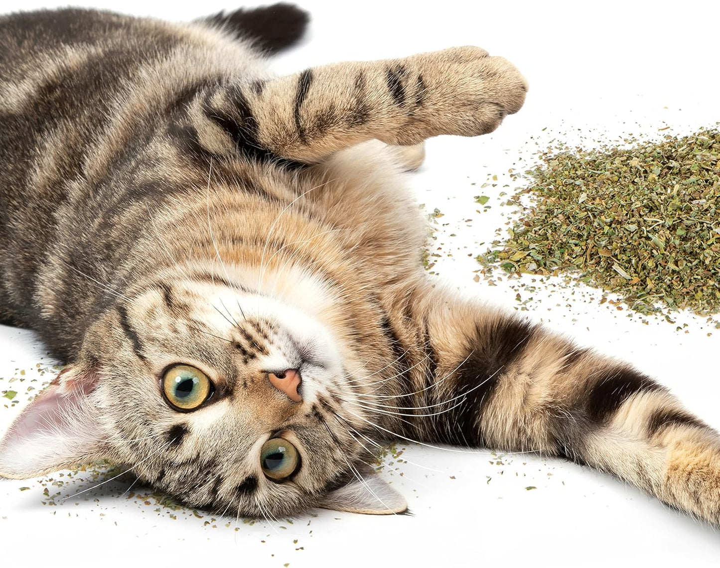 Catnip SmartyKat para gatos y gatitos 56g