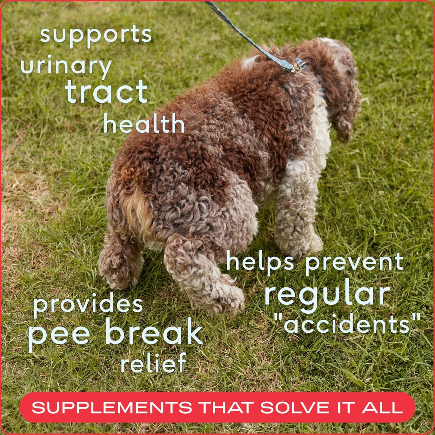 Native Pet- BLADDER Tratamiento de infecciones urinarias para perros