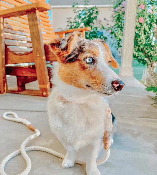 Sassy Woof- Rope Leash Natural