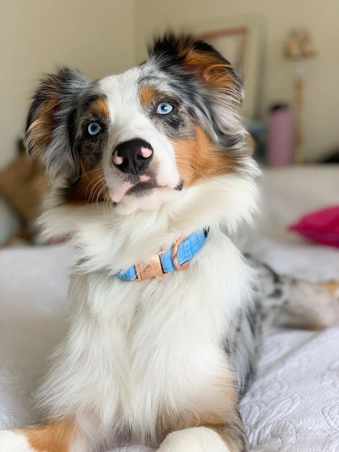 Sassy woof collar - Blumond