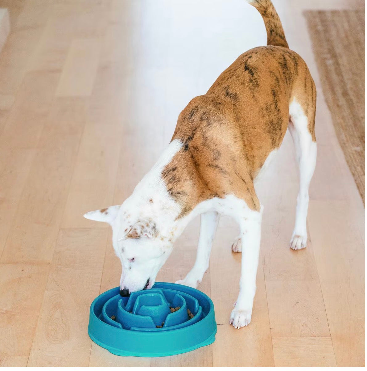 Outward Hound Non-Skid Plastic Slow Feeder Interactive Dog Bowl, Teal, 4-cup