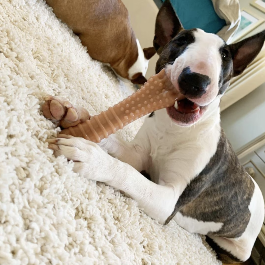 Nylabone Power Chew Original & Bacon Flavored