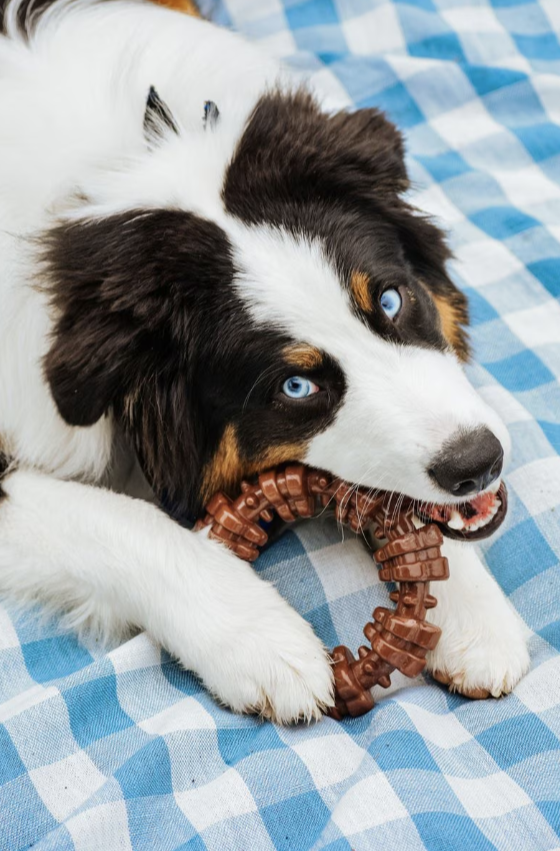Nylabone Power Chew Textured Dog Chew Ring Toy Flavor Medley