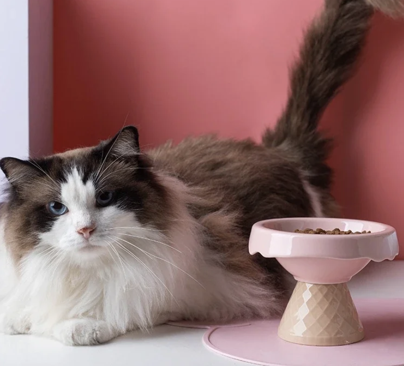 Cuenco de cerámica para gatos helado