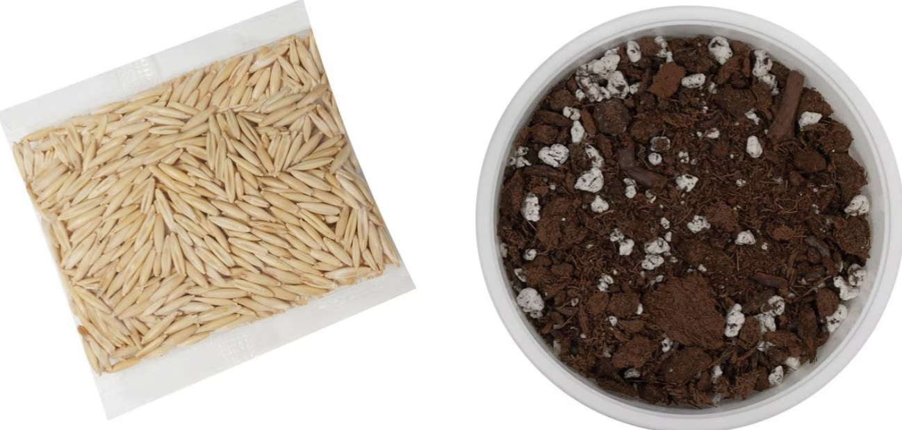 Frisco Natural Cat Grass Growing Kit