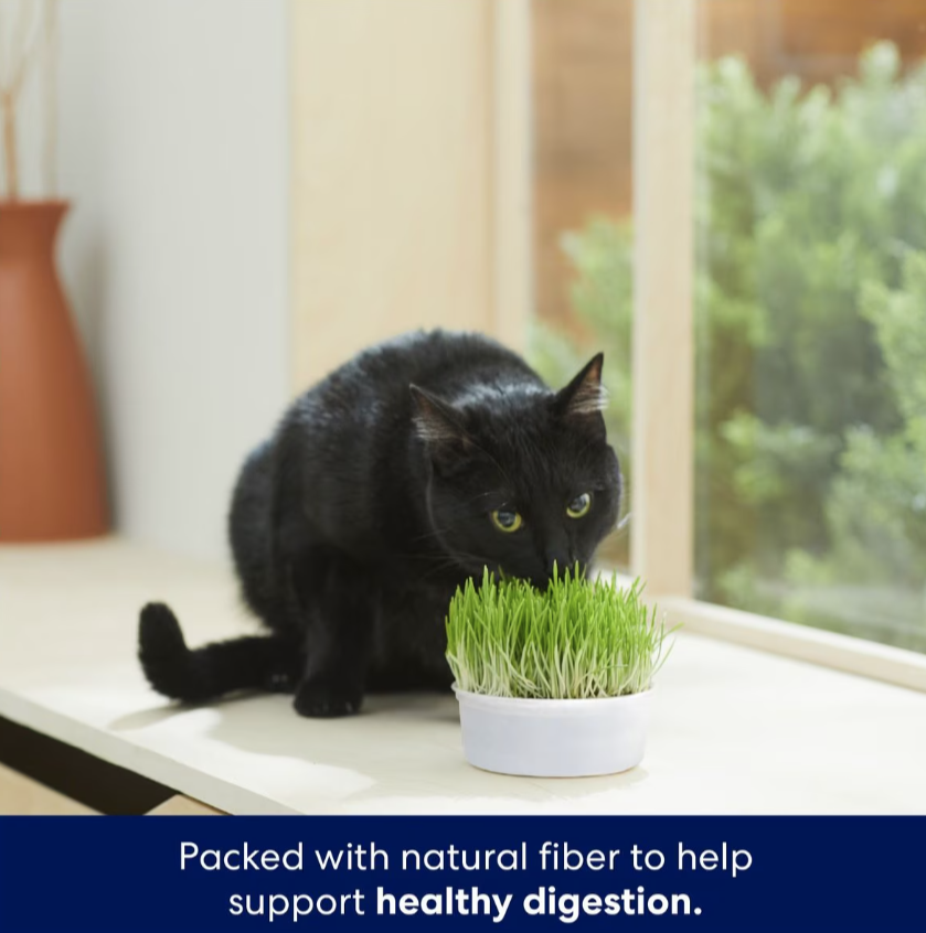 Frisco Natural Cat Grass Growing Kit