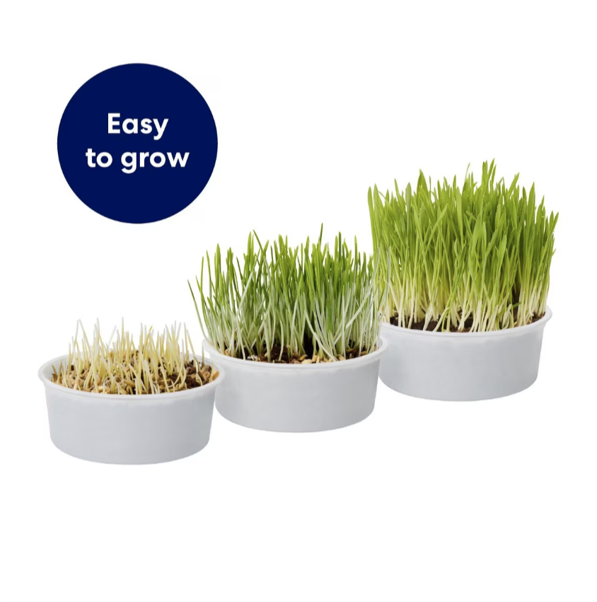 Frisco Natural Cat Grass Growing Kit