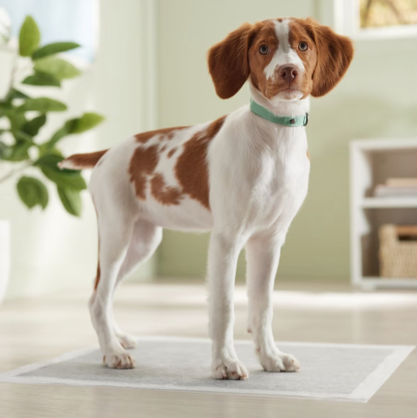 Frisco Large Charcoal Dog Training & Potty Pads, 22 x 23-in, Unscented, 50 unidades