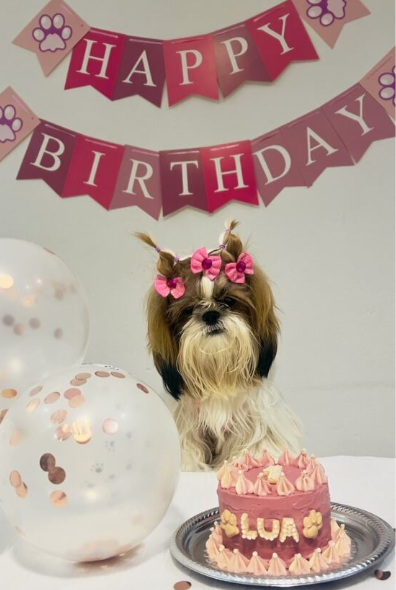 Decoración de cumpleaños para mascota