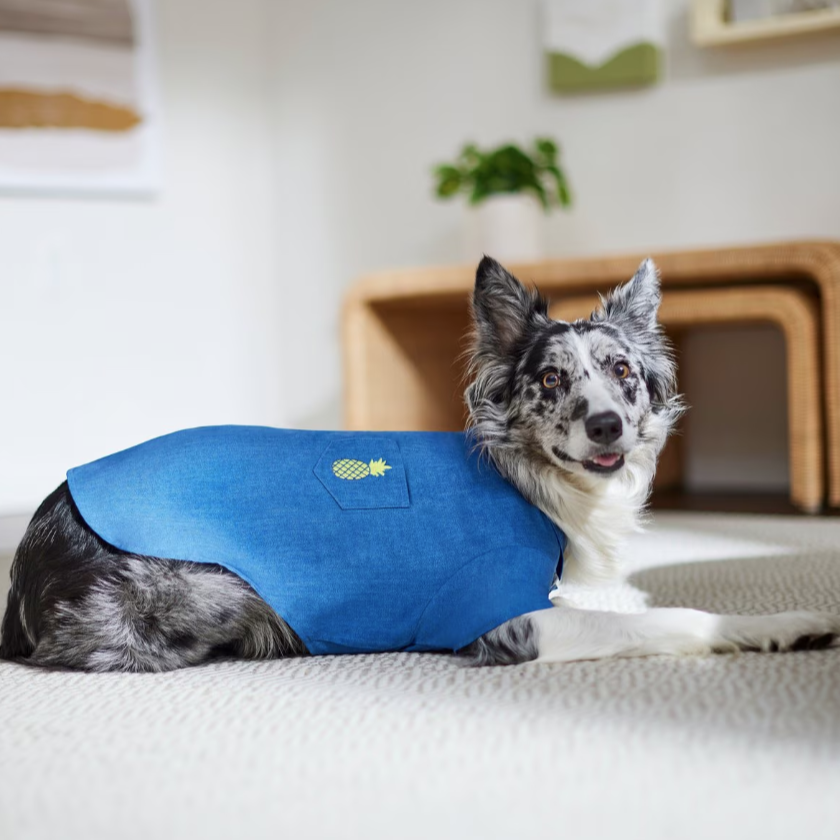 Chambray Pineapple Dog, XXL