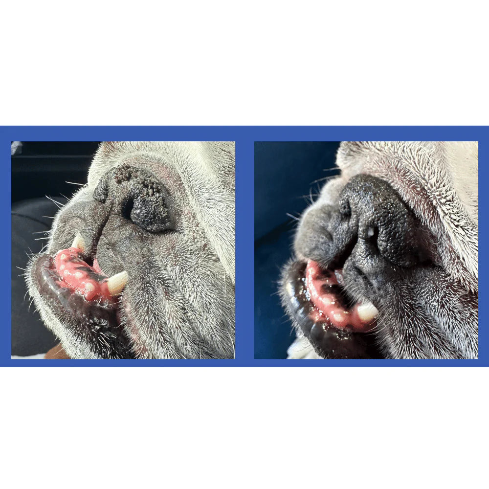 Squishface Bálsamo – Calma y protege los hocicos secos y agrietados de perro