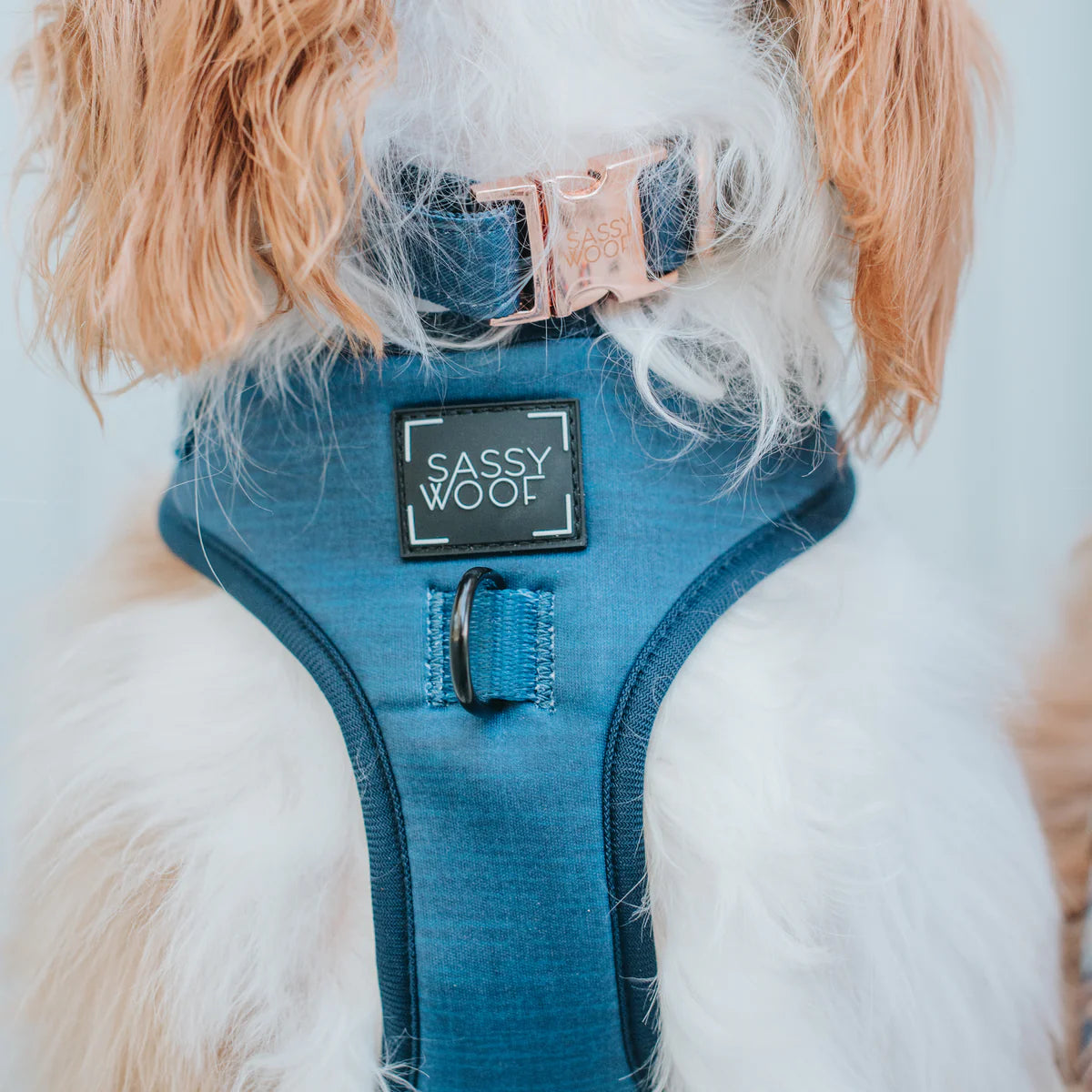 Sassy woof- DOG COLLAR - TWILIGHT