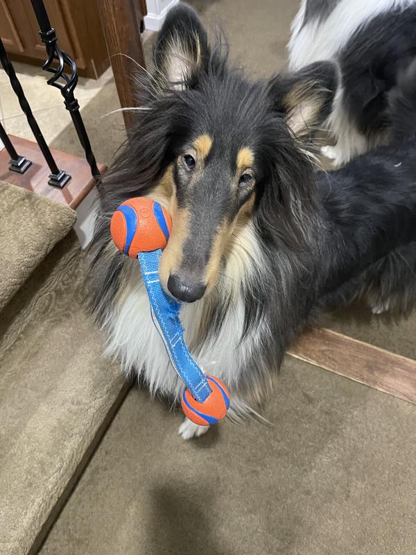 Chuckit! Ultra Duo Tug Tough Dog Toy, Medium