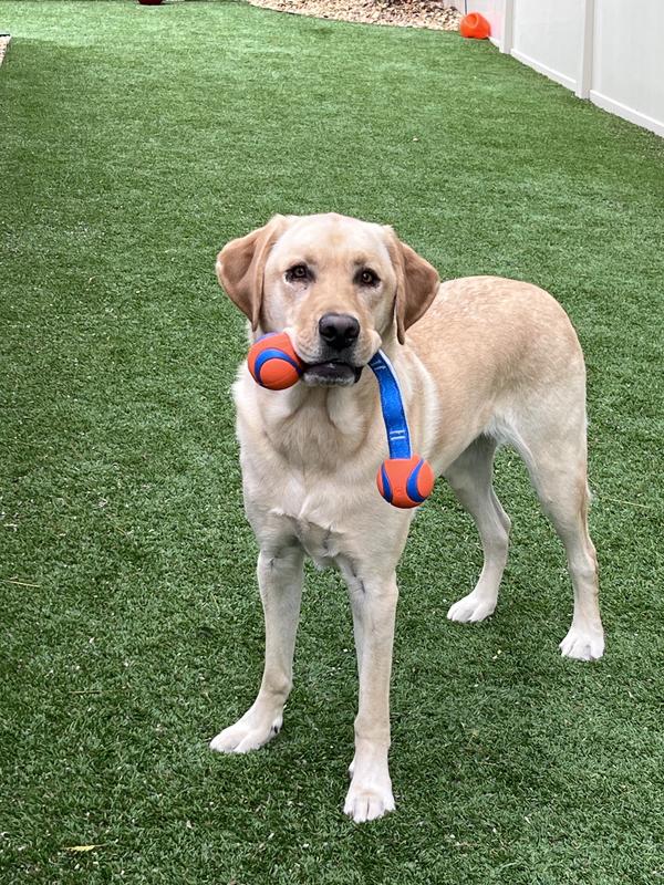 Chuckit! Ultra Duo Tug Tough Dog Toy, Medium
