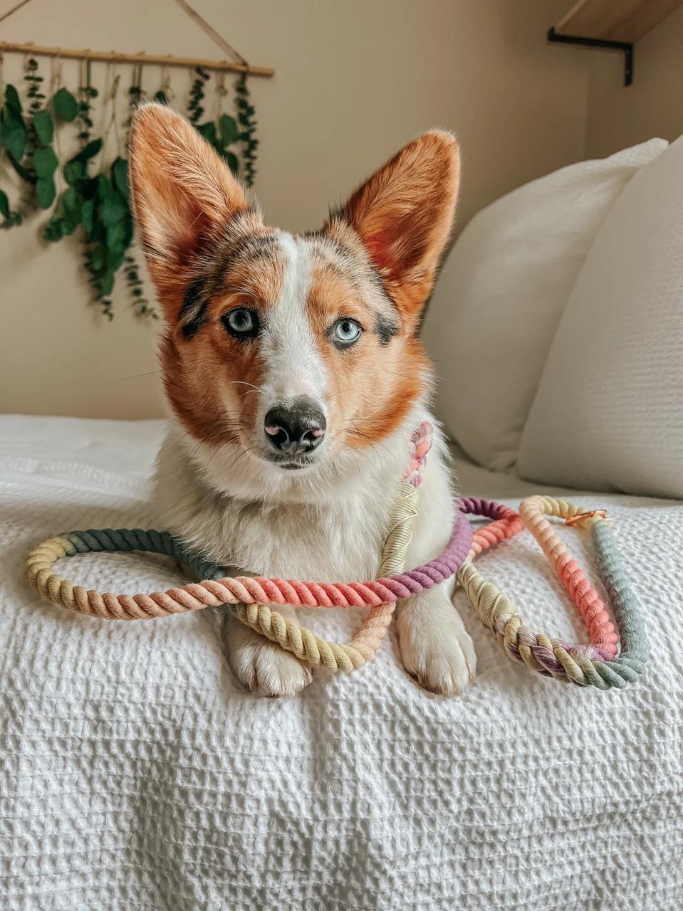 Sassy Woof- Rope Leash Rainbow