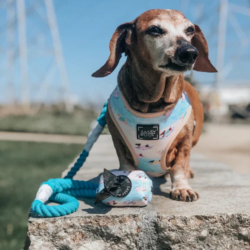 Sassy Woof- Rope Leash Seaside