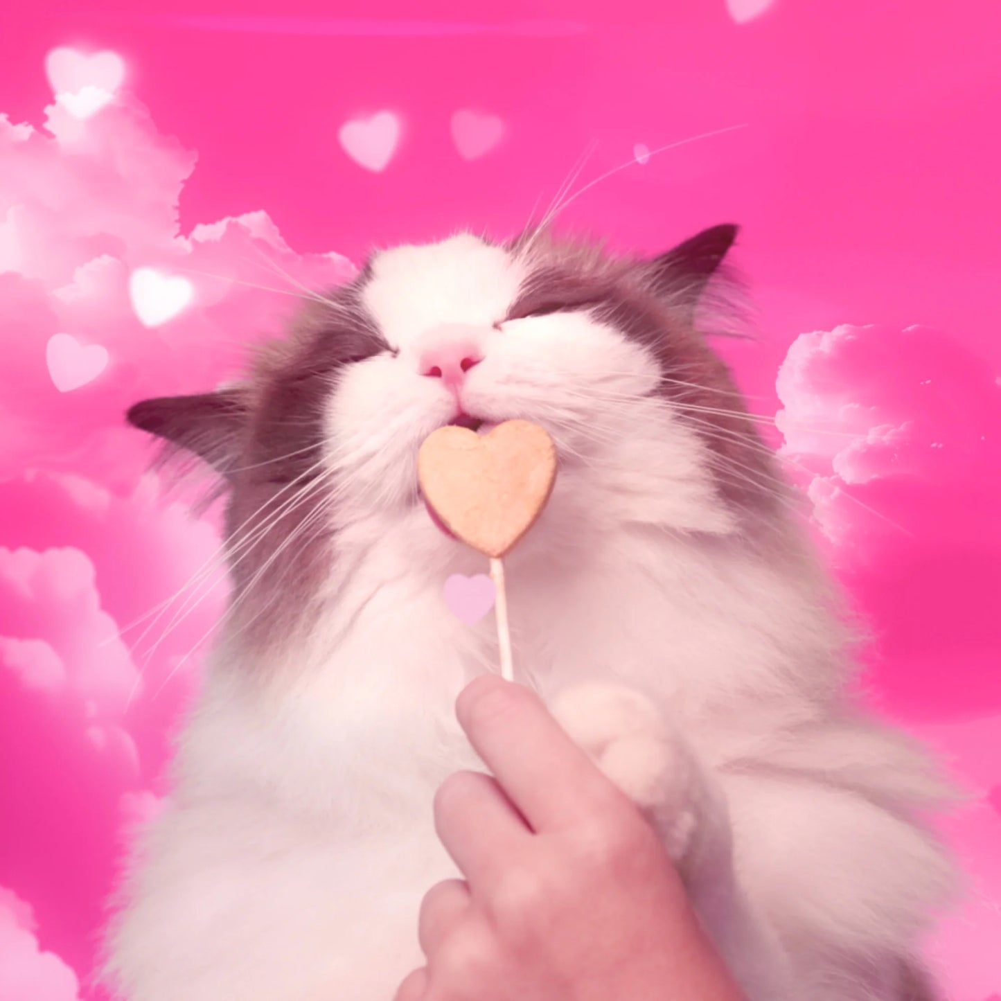 BONKERS Purrpops, Freeze Dried Chicken & Dried Catnip Lollipops Cat Treats, 18 unidades