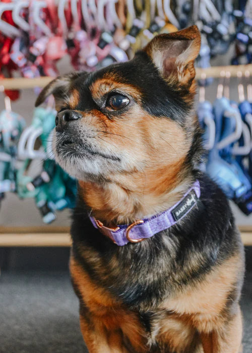 Sassy woof collar - Aurora