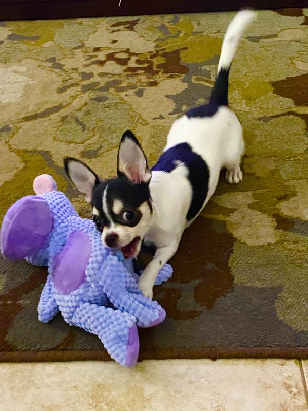 Hippo Textured Plush Squeaky Dog Toy, Medium/Large