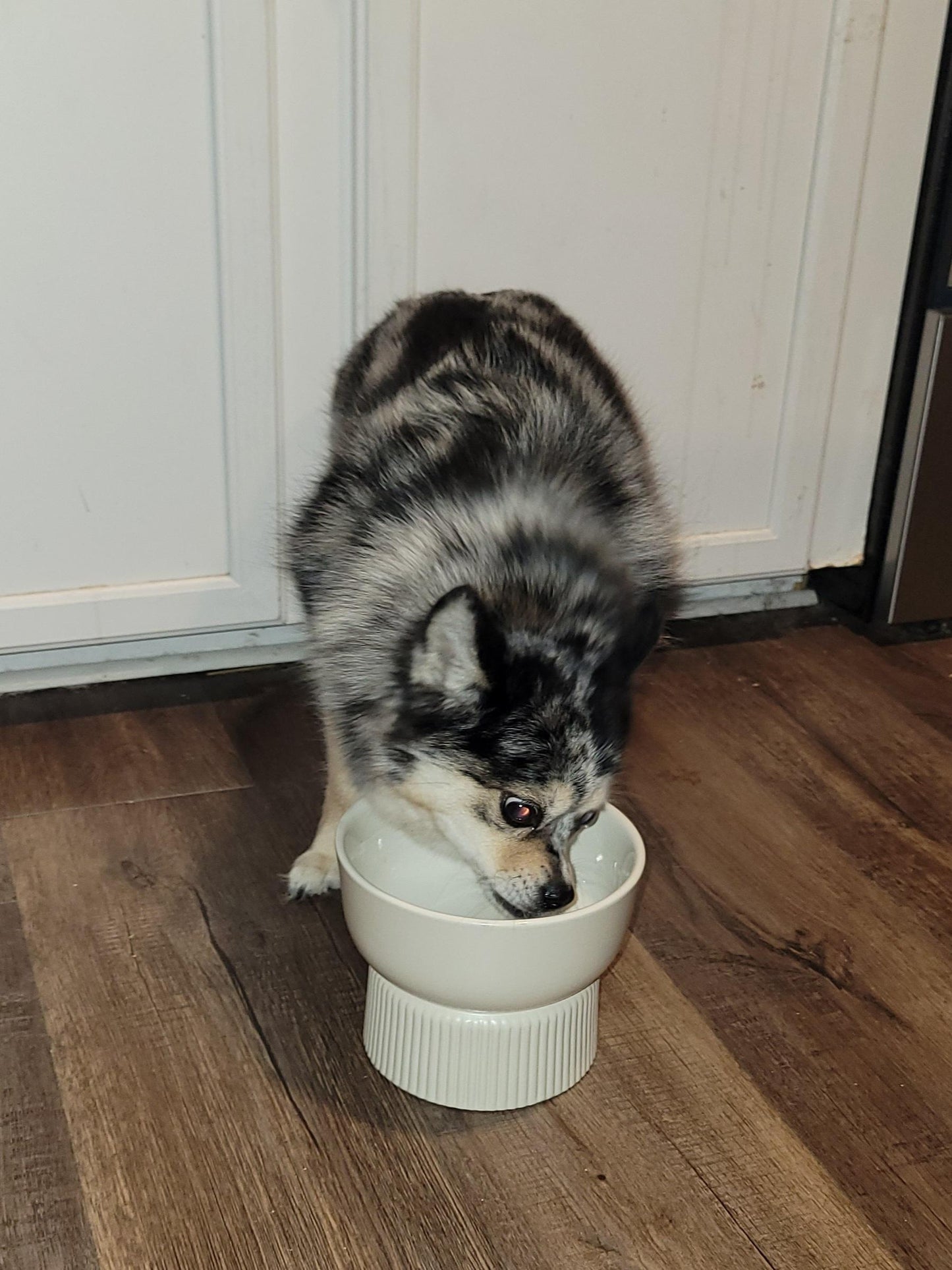EveryYay Cream Ceramic Dog Bowl, 3.4 Cups