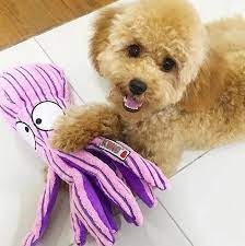 Juguete KONG CuteSeas Octopus
