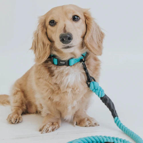 Sassy Woof collar - Neon Blue