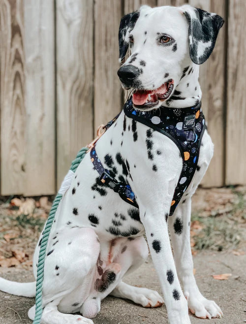 Sassy Woof- Rope Leash Amazon
