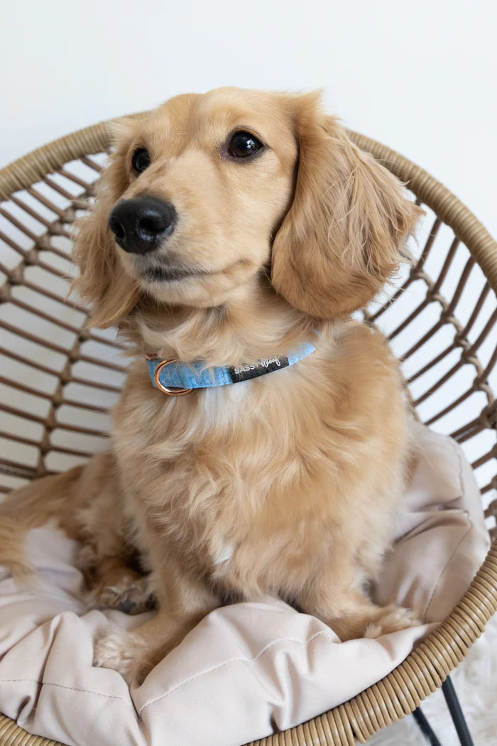 Sassy woof collar - Blumond