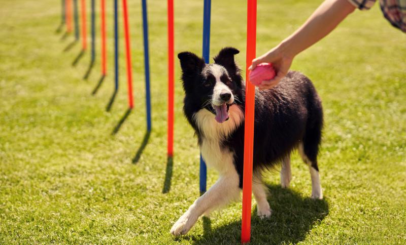 Entrenamiento Caninos