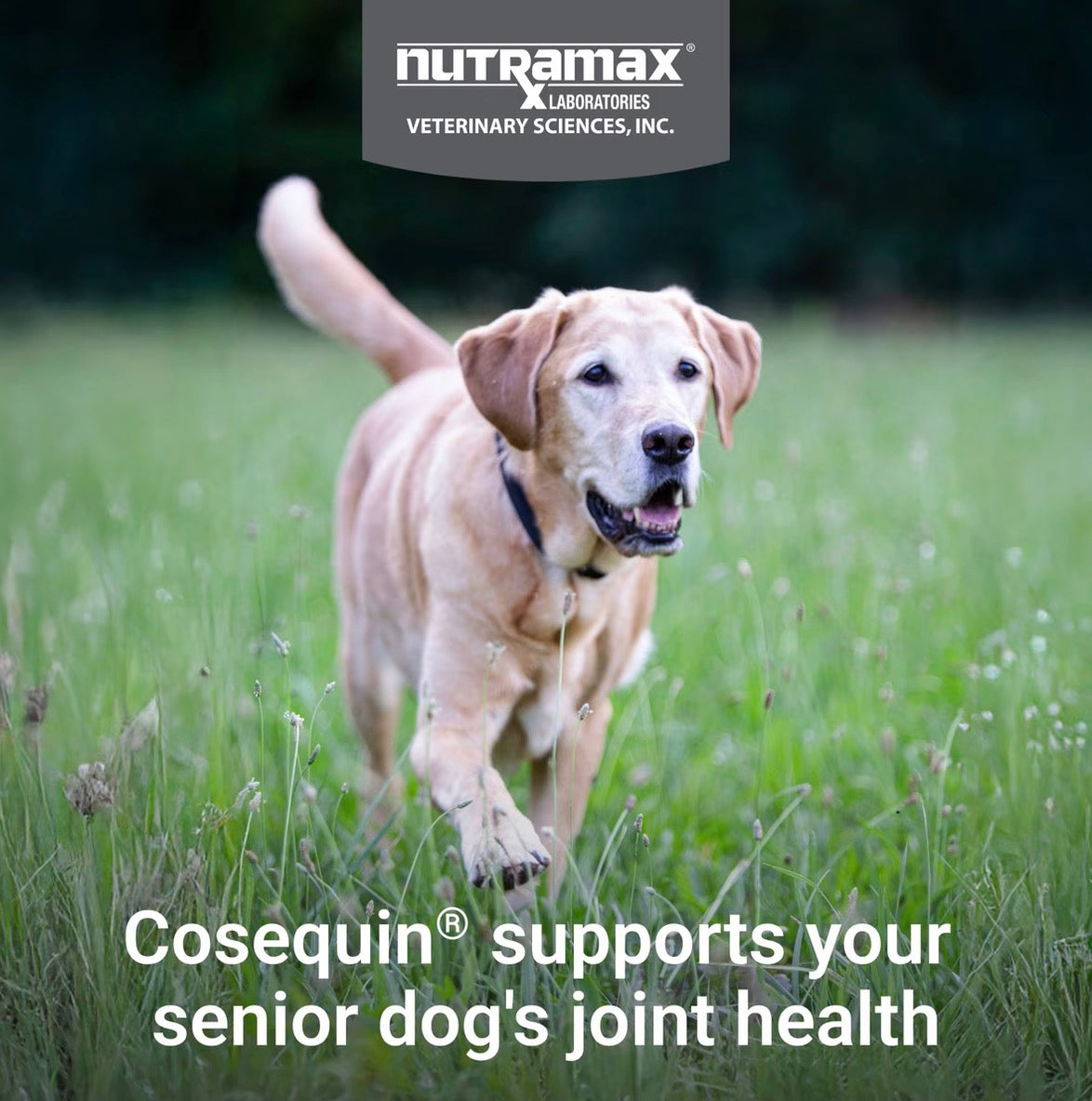 Cosequin for Senior Dogs Joint Health Supplement