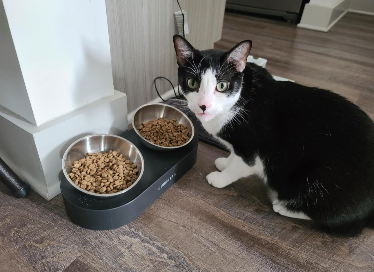Platos elevados para mascotas con 2 cuencos de acero inoxidable (para raza pequeña)