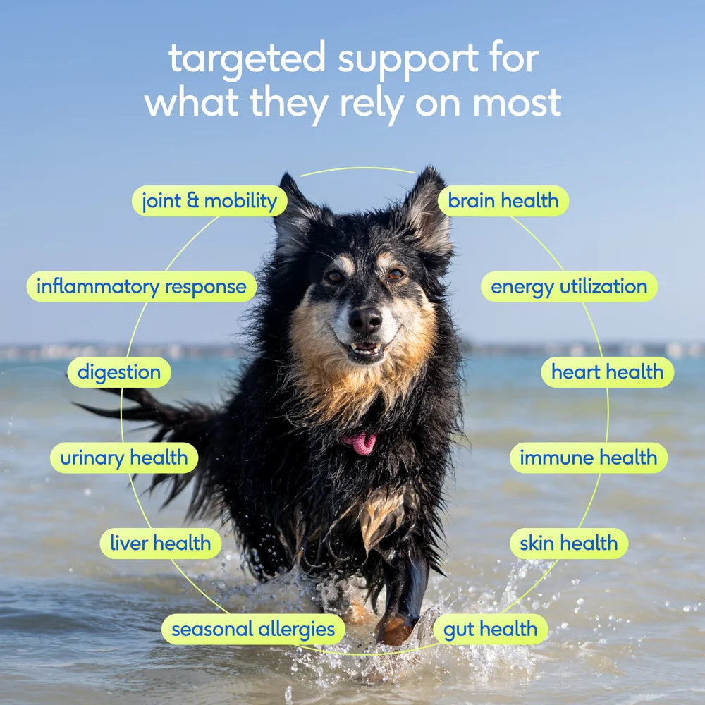 Native Pet Senior Daily - Vitaminas y suplementos diarios para perros mayores