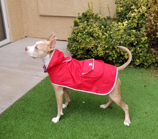 Lightweight Reversible Packable Travel Dog Raincoat - Rojo
