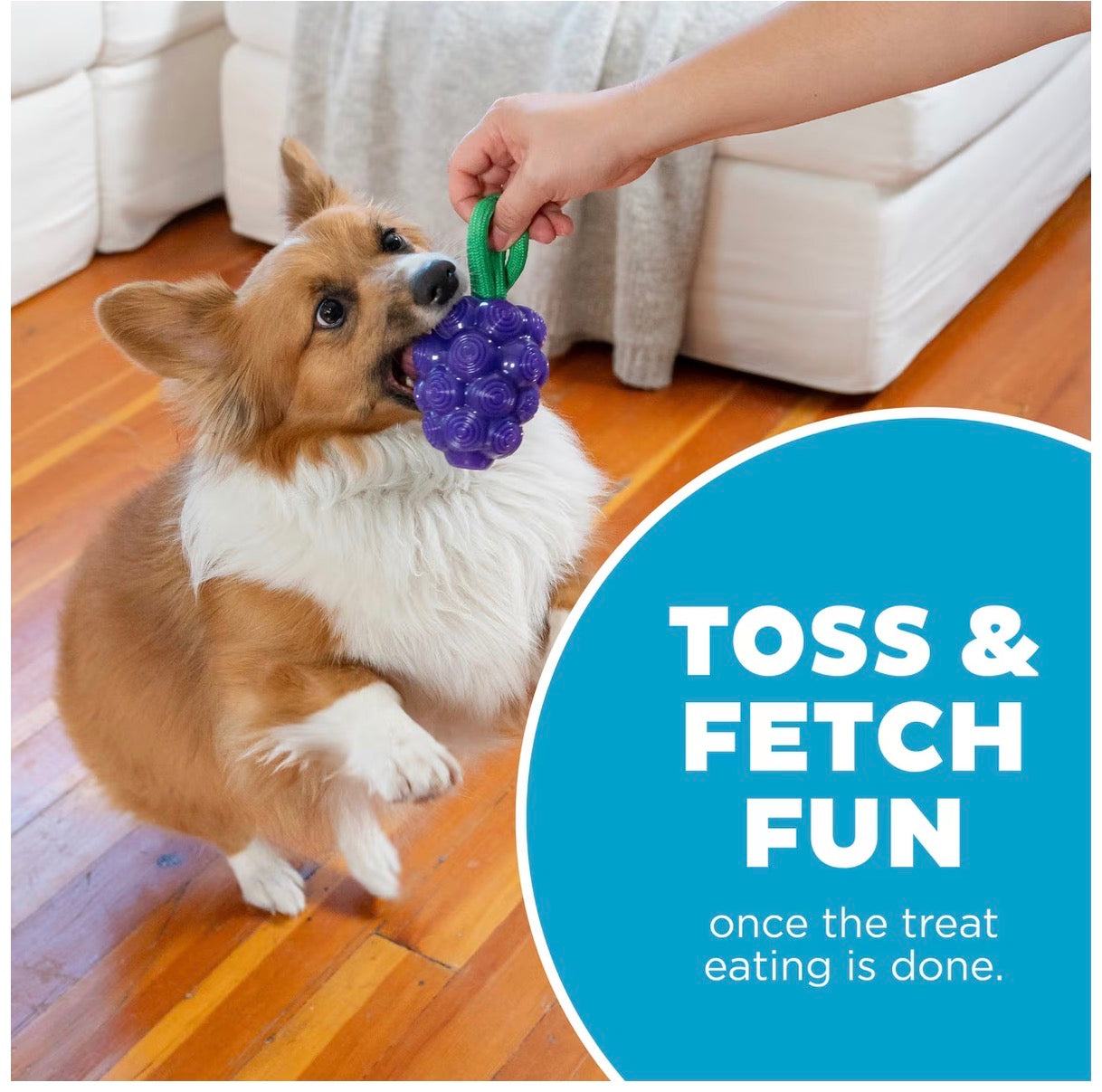 Outward Hound Dental Grapes 2-in-1 Interactive Dog Chew & Treat Dispensing Toy, Medium